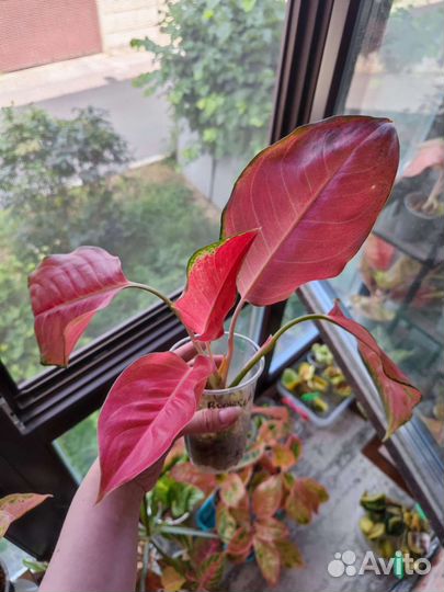 Аглаонема бонсетти