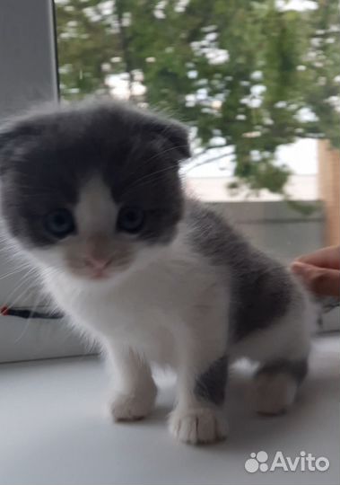 Котик в добрые руки