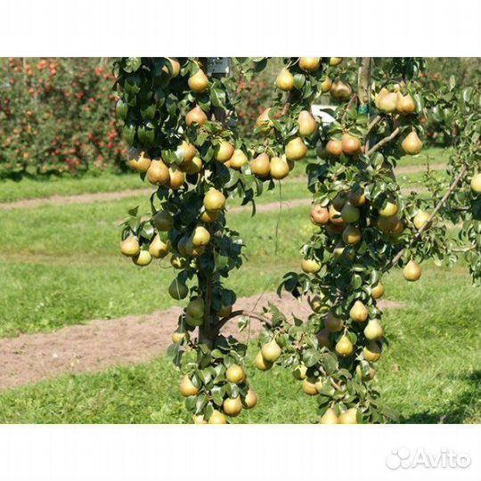 Саженцы колоновидной груши Декора