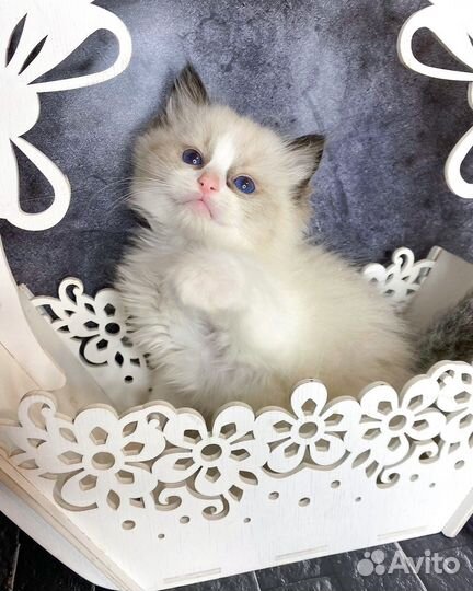 Котята рэгдолл