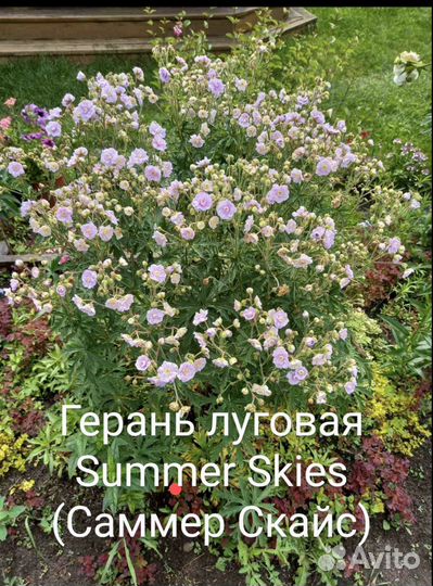 Цветы многолетки