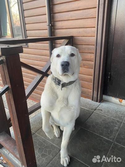 Среднеазиатская овчарка алабай щенки