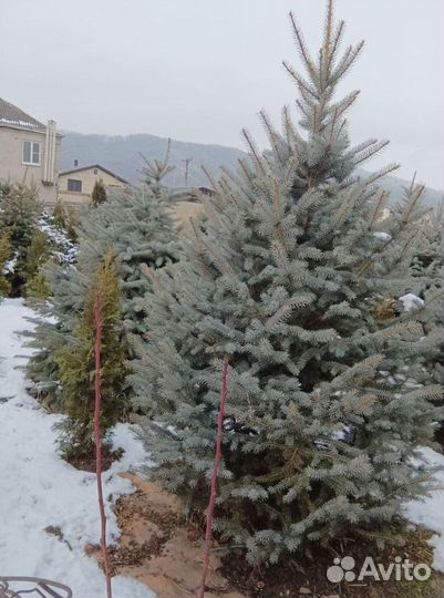 Ель 1.2м