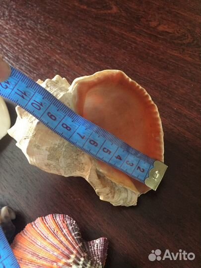 Морские ракушки