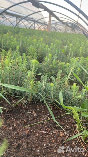 Сеянцы ели зкс от производителя