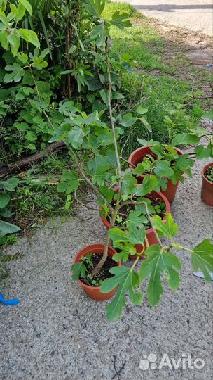 Взрослые Яблони,сливы,инжи,черешня и др, зкс