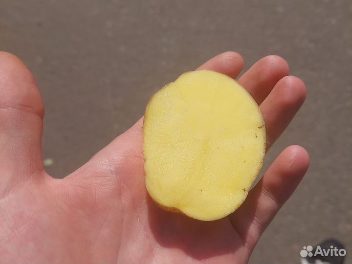 Картошка оптом(сорт галла)