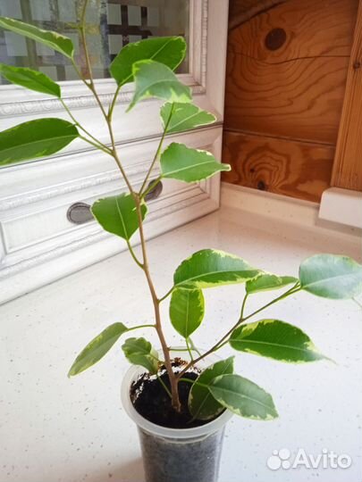 Фикус бенджамина пестролистный