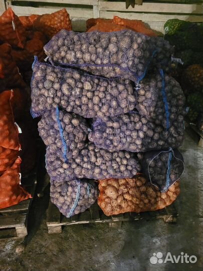 Картофель кормовой