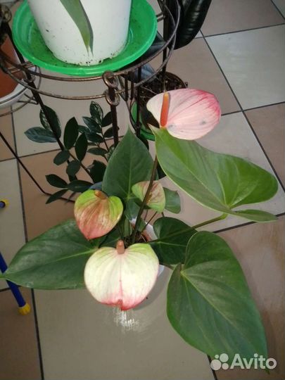 Комнатные растения