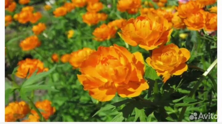 Китайская купальница(семена)