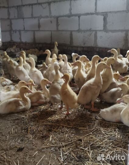 Утки оптом