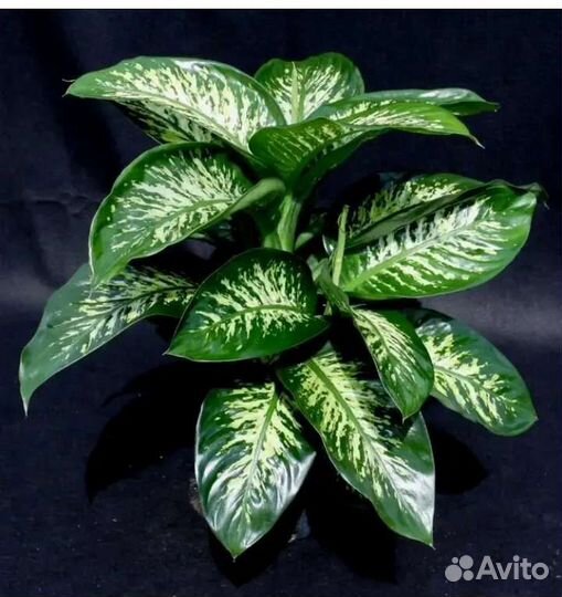 Диффенбахия