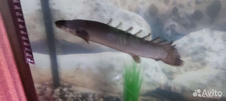 Полиптерус