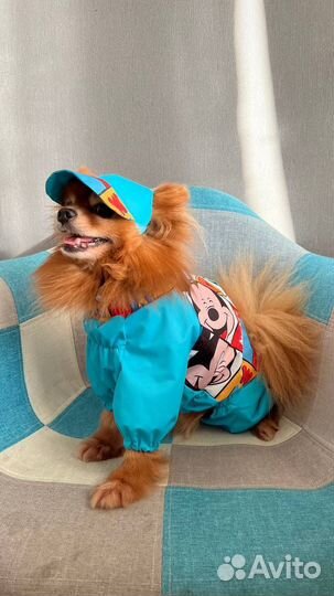 Пошив одежды для собак