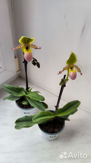 Орхидеи башмачки пафиопедилум Пиноккио цветущие