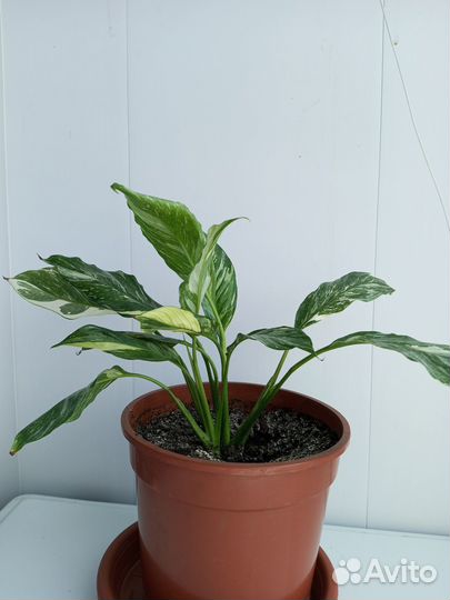 Комнатные растения Спатифиллум Женское счастье