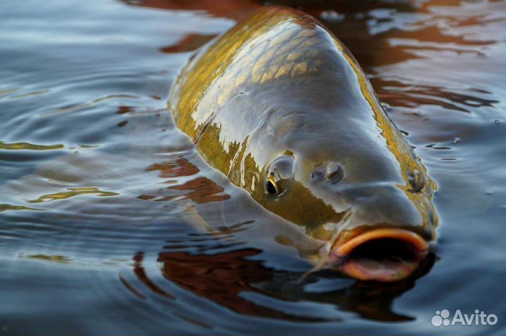 Живая рыба: Карп, Амур, Сазан,Толстолоб карась