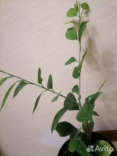 Фикус Микрокарпа