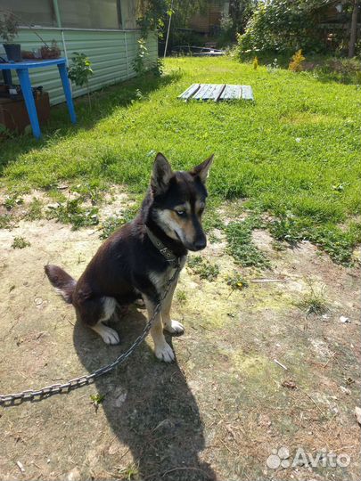 Собака-охотник