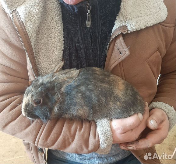Продам декоративных кроликов