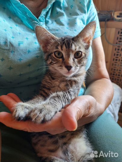 Котенок (кошка)