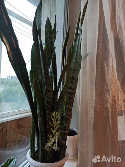 Сансевиерия