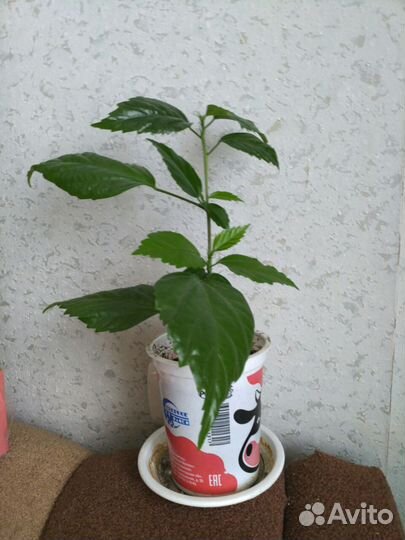 Гибискус махровый