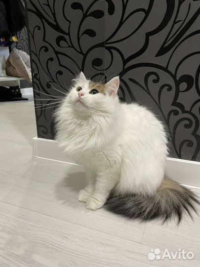 Кошка 1.5 года