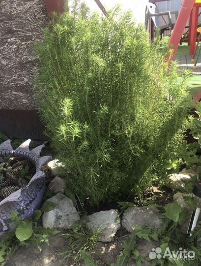 Фалярис. Вербейник. Кохея