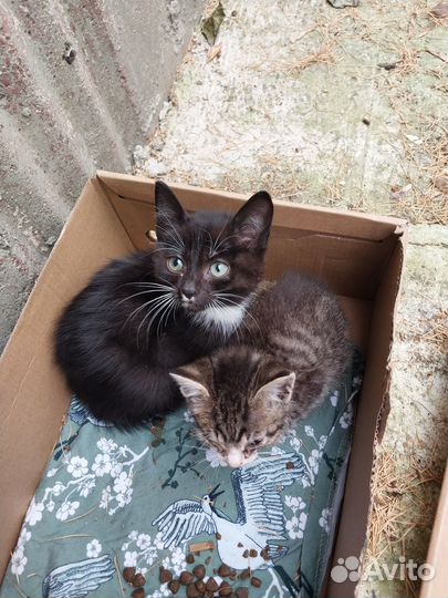 Котята в добрые руки