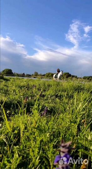 Конные прогулки, верховая езда,фотосессии