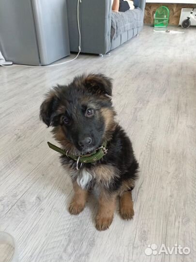 Немецкая овчарка длинношерстная