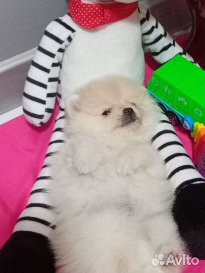 Девочка конфетка