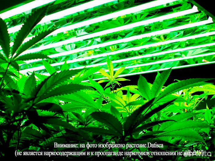 Комплекты Днат 250 для выращивания растений