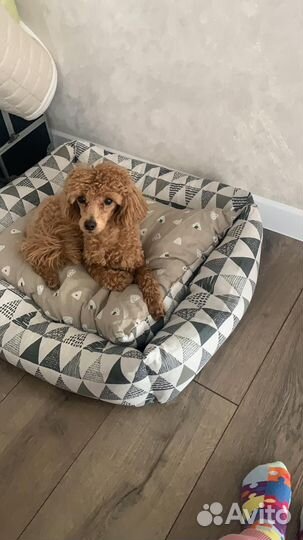 Вязка кобель карликового пуделя