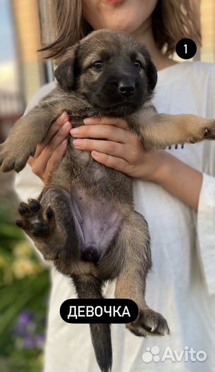 Щенки Бордер колли