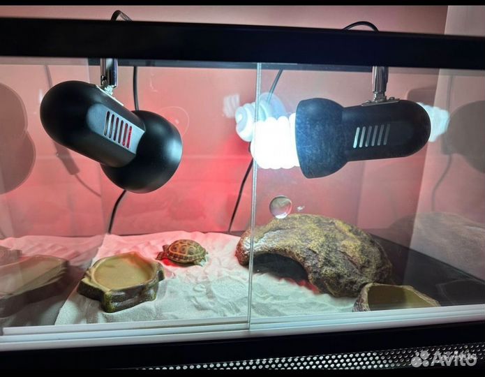 Черепаха сухопутная