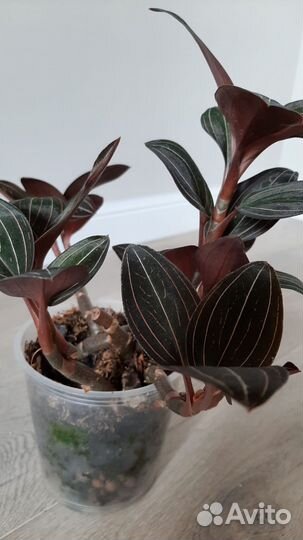 Кордилина, орхидея лудизия, сансевиерия