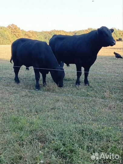 Корова обердин ангуст быки и тёлки