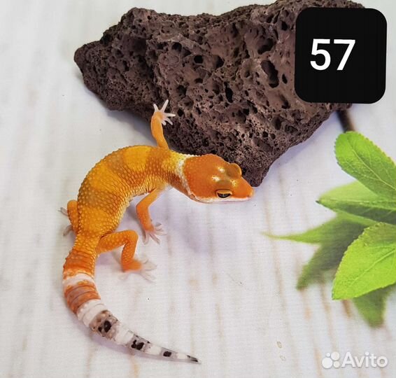 Эублефар. Леопардовый геккон