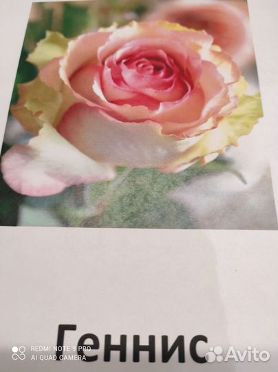 Саженцы роз