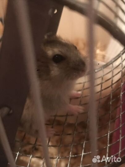 Отдам хомяка бесплатно