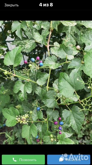 Виноградовник лиана