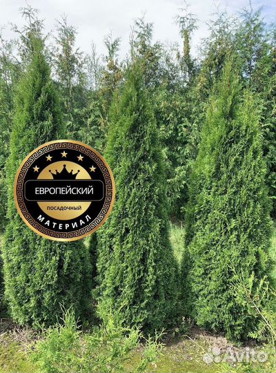 Туя Смарагд 100см с доставкой