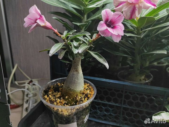 Адениум привитый