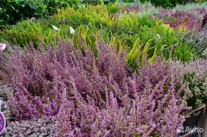 Вереск. Весна 23