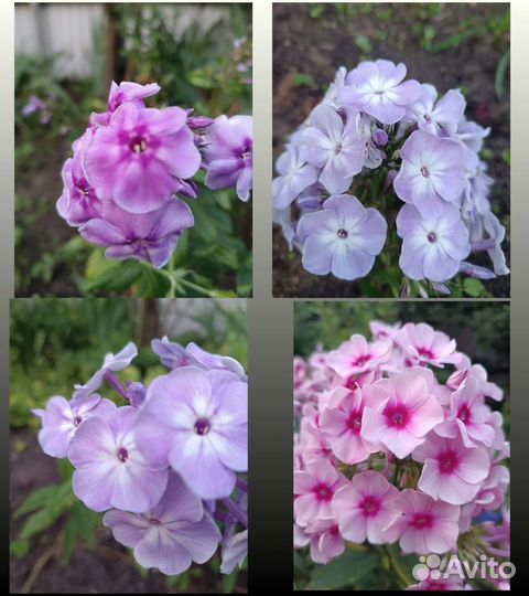 Лилейники, флоксы сортовые