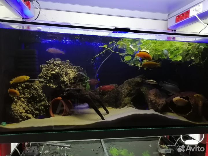 Аквариумы