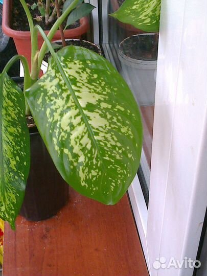 Диффенбахия